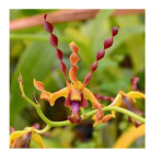 Dendrobium Airy Gold Spin Dendrobium Airy Gold Spin